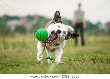 A White Mixed Breed Dog Tries To Catch Up And Grab A Green Ball Thrown By A Girl. Active Dog Have A 
