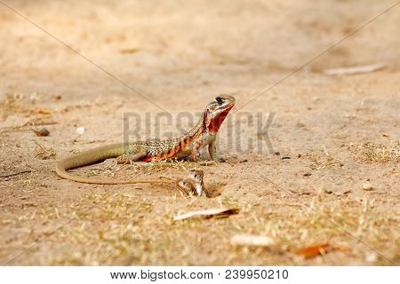 Common Butterfly Lizard /butterfly Agama (leiolepis Belliana Ssp. Ocellata) Stay Near The Burrow To 