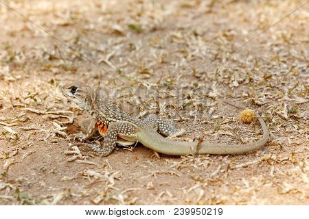 Common Butterfly Lizard /butterfly Agama (leiolepis Belliana Ssp. Ocellata) In Habitat. Taken From T