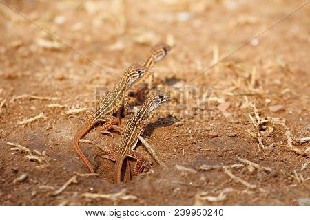 Newborn Butterfly Lizard /butterfly Agama (leiolepis Belliana Ssp. Ocellata) Emerge From The Hole