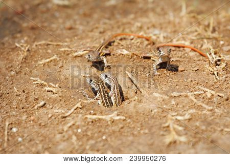 Very Cute Newborn Butterfly Lizard /butterfly Agama (leiolepis Belliana Ssp. Ocellata) Stay Near The