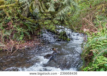 A Stream Rushes Past A Walking Brdige At Flaming Geyser State Park In Washington State.