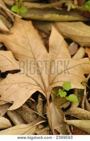 乾燥葉と新鮮な植物