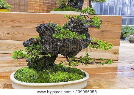 Bonsai - Chinese Juniper (juniperus Chinensis). Age - About 10 Years. Exhibition Of Bonsai In Apteka