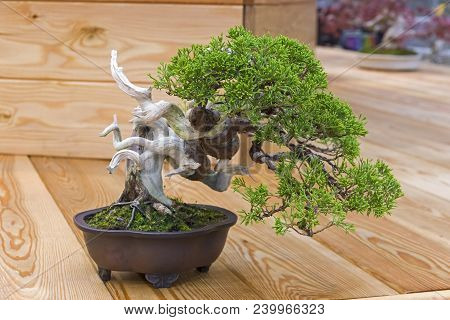 Bonsai - Chinese Juniper (juniperus Chinensis). Age - About 25 Years. Exhibition Of Bonsai In Apteka