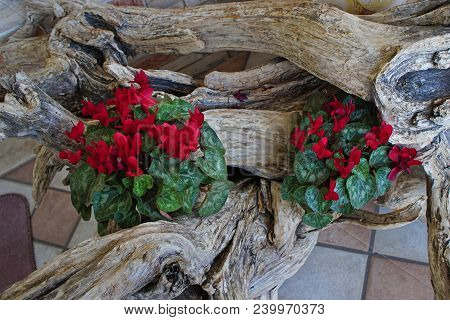 Vecchio Tronco Di Legno Con Ciclamini Rossiold Wooden Trunk With Red Cyclamens
