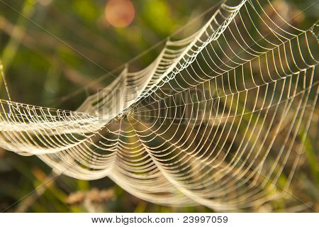 Web v Rosa