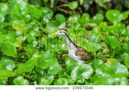 Juvenile Wattled Jacana (jacana Jacana) With Its Typical Chestnut Plumage, White Underpart, Yellow B