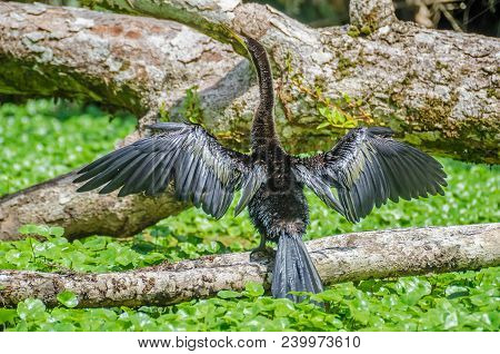 Anhinga (anhinga Anhinga), Or American Darter, Or Water Turkey, Sometimes Called Snakebird,  Drying 