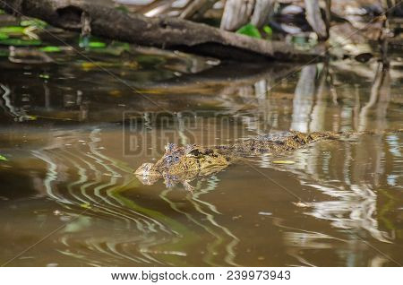 Spectacled Caiman (caiman Crocodilus), Or White Caiman Or Common Caiman In One Of The Small Rivers  