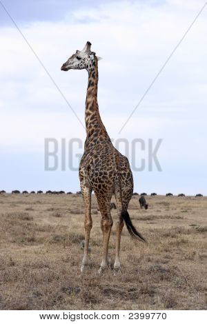 Masai eller Kilimanjaro giraf