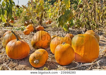 Champ de citrouilles