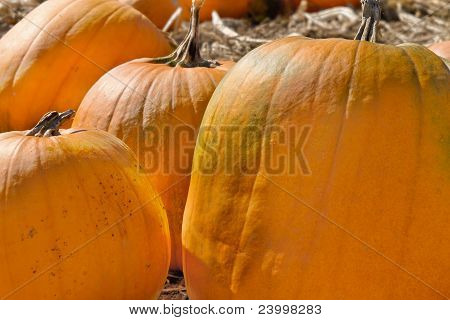Gros plan de citrouilles