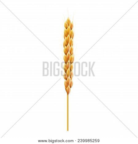 Sinlge Wheat Ear. 3d Realistic Vector Illustration. High Detailed Illustrated With Shadows And Light