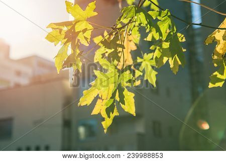 City Green Tree Maple Leaf In Fall Spring Season Sunbright In Japan Tokyo