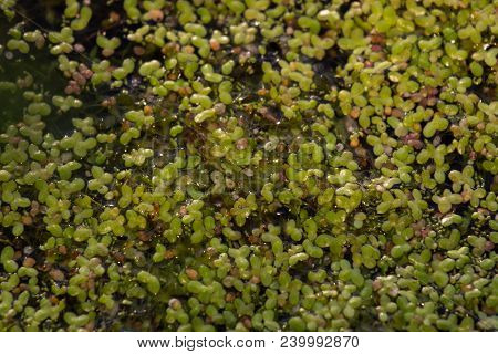 Duckweed Or Lemnoideae Is Floating Pond Plant. Leaves Bacground