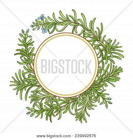 Rosemary Branch Vector Pattern On Whte Background
