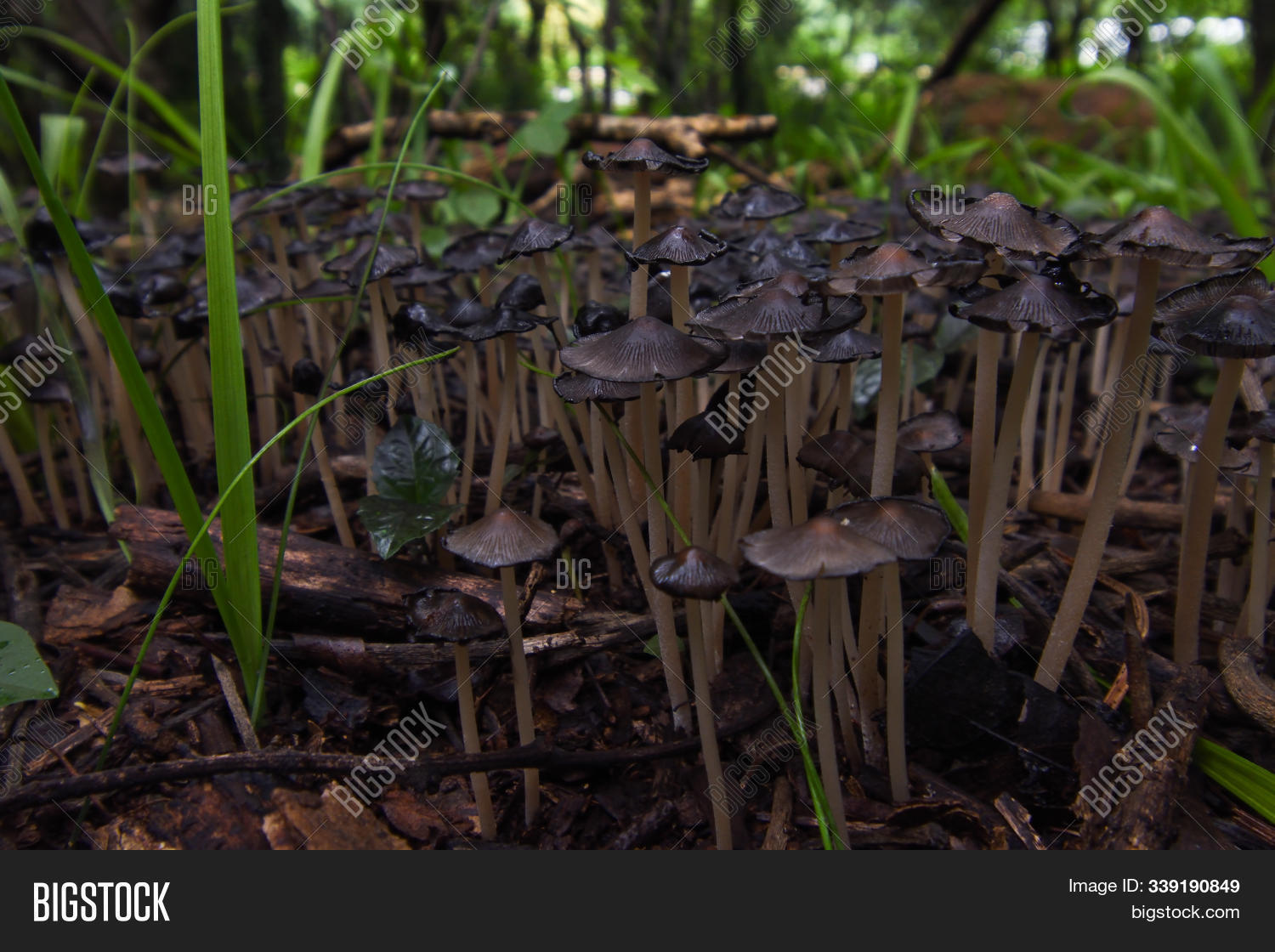 inky cap