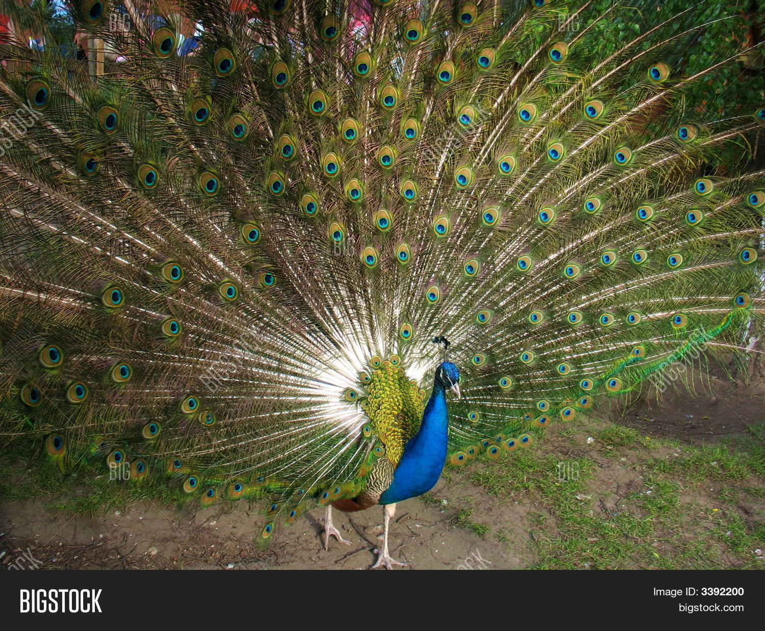Image Preview