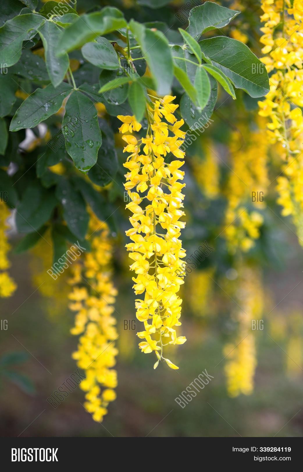 Blooming Laburnum Tree Image & Photo (Free Trial) | Bigstock