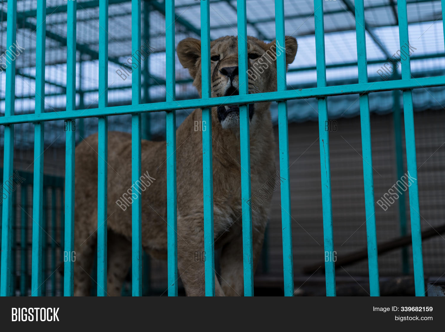 Lion Cage Zoo.lion Image & Photo (Free Trial) Bigstock