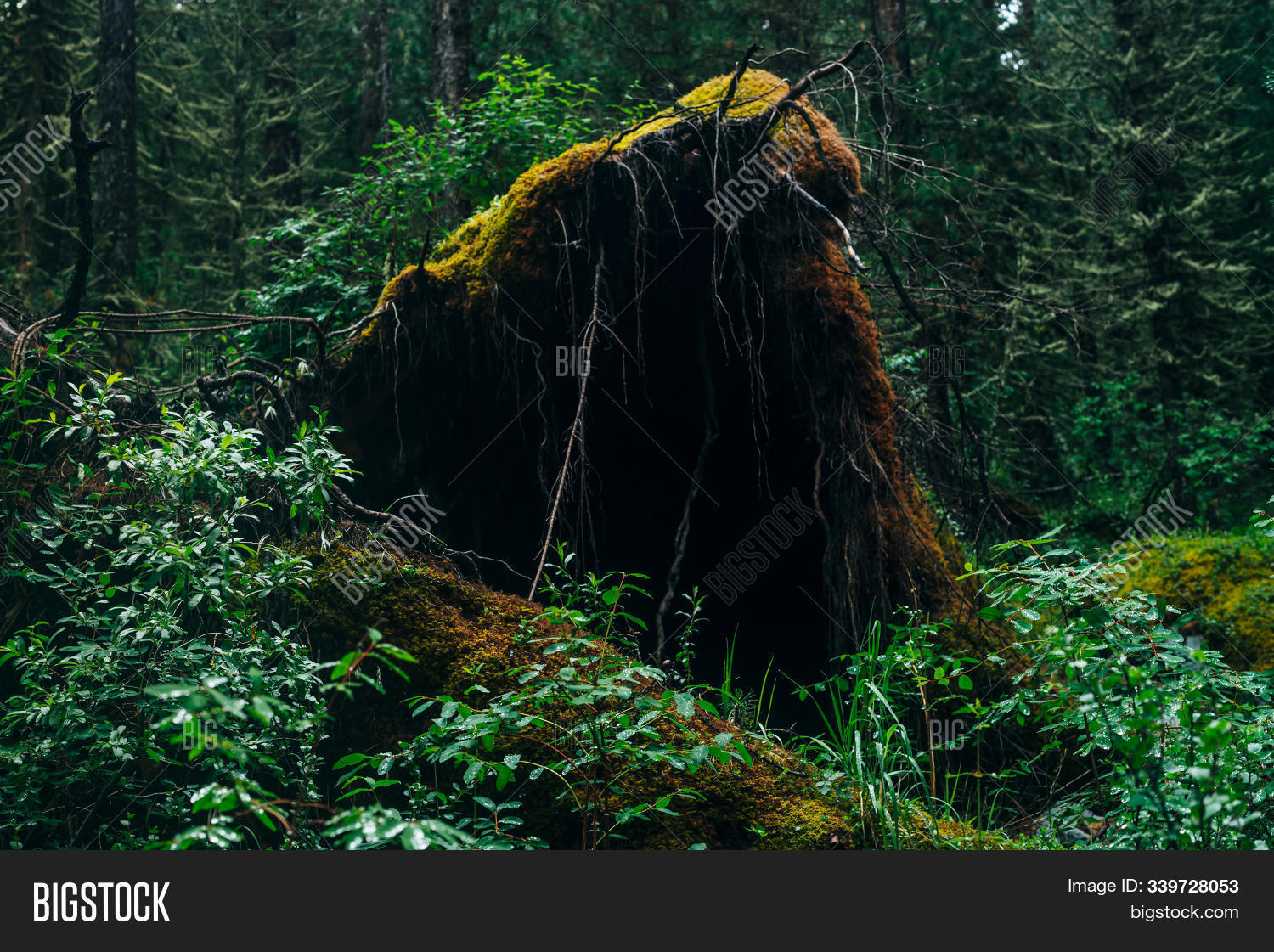 Big Fallen Tree Root Image & Photo (Free Trial) | Bigstock
