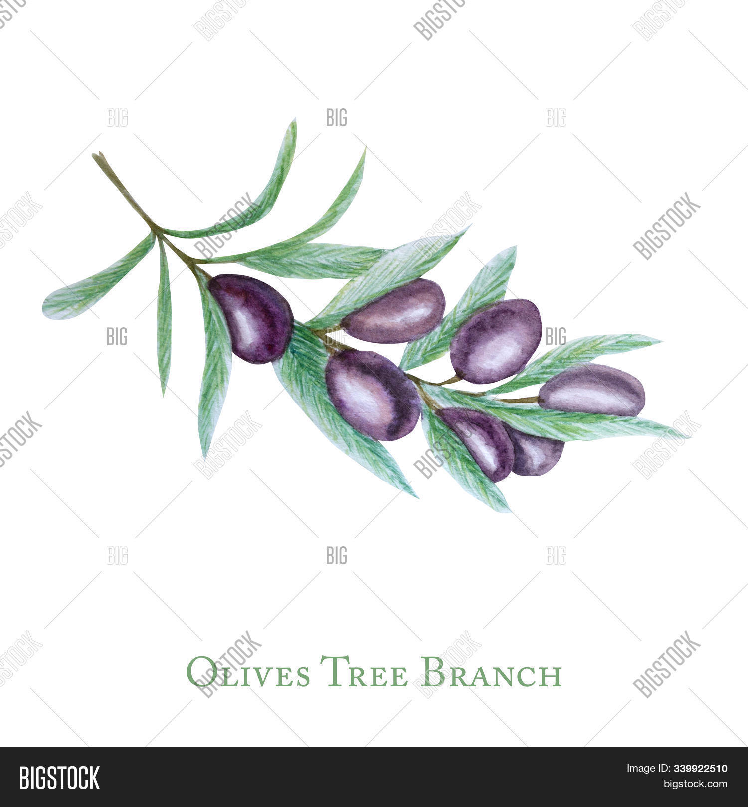 Wallpaper Watercolor Black Olive Image Photo Free Trial Bigstock For iPhone