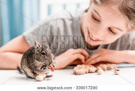 Young girl observe the degu squirrel eats nuts on white table