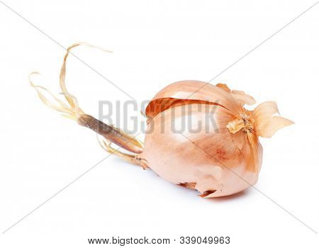 Prouted dried onion isolated on white background