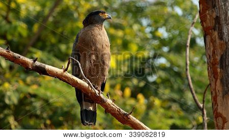 Crested Serpent Eagle, Spilornis Cheela At Nagarhole National Park In Karnataka, India