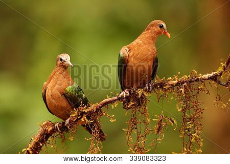 Emerald Dove, Chalcophaps Indica At Ganeshgudi In Karnataka, India