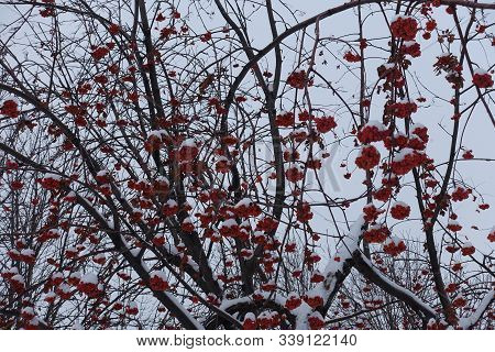 Lots Of Red Berries On Branches Of Rowan Covered With Snow