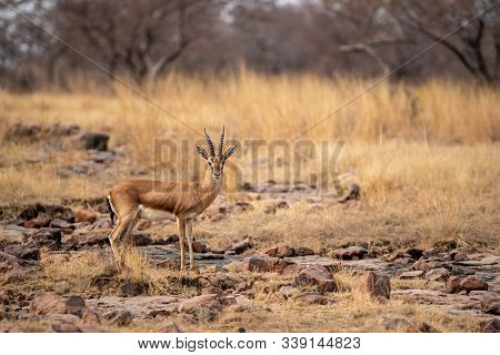 Chinkara Or Gazella Bennettii Or Indian Gazelle An Antelope With Beautiful Background On Rocks At Ra