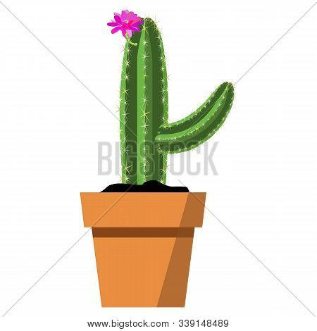 Potted Beautiful Bright Pink Flowering Cactus In Brown Flower Pot Isolated On White