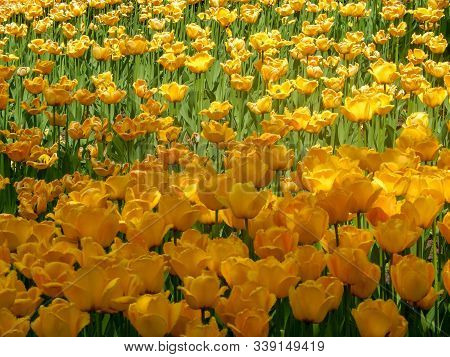 Dutch Sprenger's Tulip Tulips Blooming In Sunny Summer