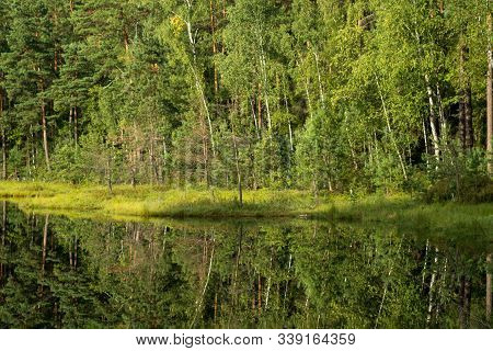 Forest Reflection In Calm Water Of Dystrophic Lake
