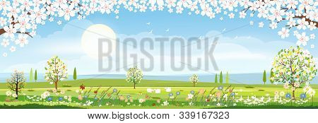 Panorama View Of Spring Field With Cherry Blossom Border, Vector Cartoon Spring Or Summer Landscape 