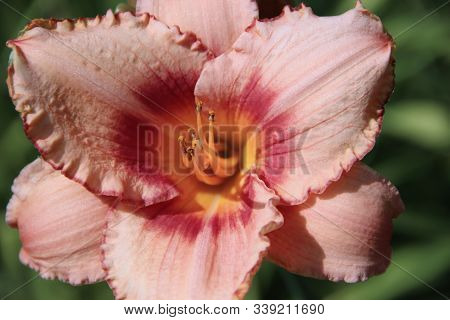 View Above On The Beautiful Pink Flower With Yellow Core And Orange Stamens