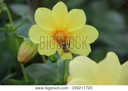 A Bee Sitting On An Orange Core Of A Beautiful Yellow Flower Surrounded With Green Leaves.