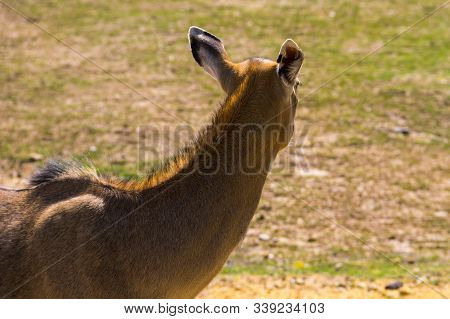 Antelope Nilgai Or Blue Bull (boselaphus Tragocamelus)