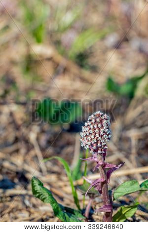 Closeup Of A Flowering Butterbur Of Petasites Hybridus Plant In The Early Spring Season. Some Leaves