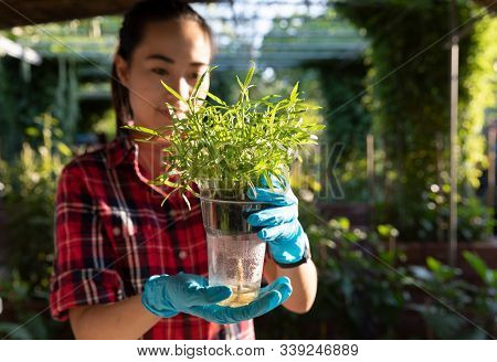 Young Woman Wearing Plastic Glove Holding Cup Of Seeding Plant By Innovative New Crop And Checking G