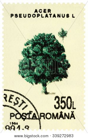 Moscow, Russia - December 12, 2019: Stamp Printed In Romania Shows Tree Sycamore Maple (acer Pseudop