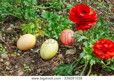 Three Easter Eggs Hidden In Flower Garden Near Renunculus
