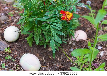 Three Easter Eggs Hidden In Flower Garden Near Purple Marigold Blooms