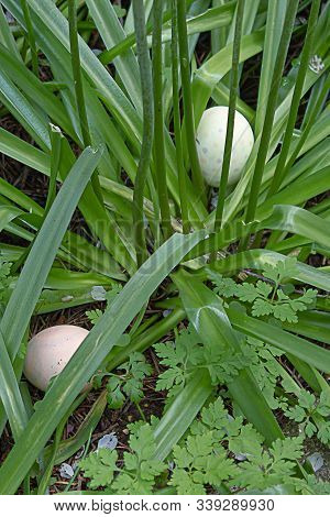 Two Easter Eggs Hidden In Wild Hyacinth Leaves