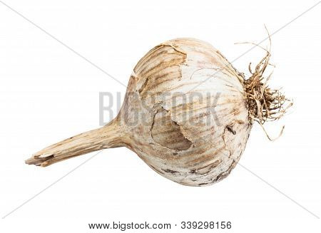 Side View Of Unpeeled Bulb Of Chinese Solo Garlic Isolated On White Background