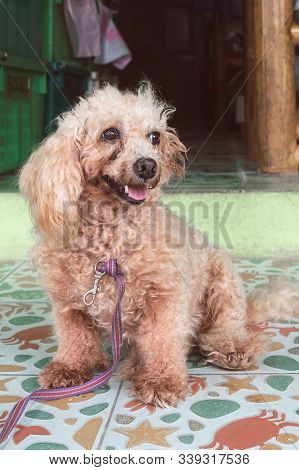 An Untrimmed, Unkempt Apricot-colored Dwarf Poodle Sits And Waits For Its Owner. Carefully Look. Clo