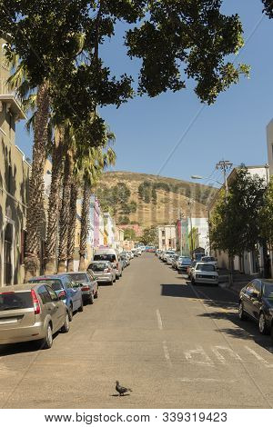 Street With Palmy And Many Colorful Houses In The Bo Kaap District In Cape Town, South Africa.