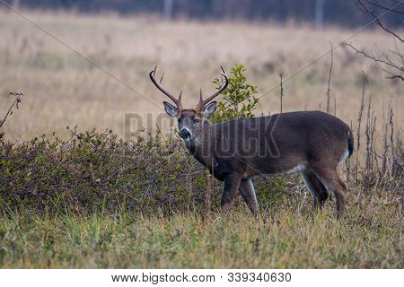 Large Whitetailed Deer Buck